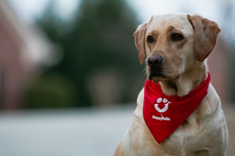 Use of dogs for therapy in Alabama schools